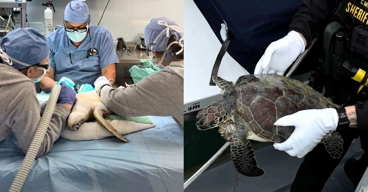 Turtle Covered in Tumors Makes Full Recovery in 5 Months