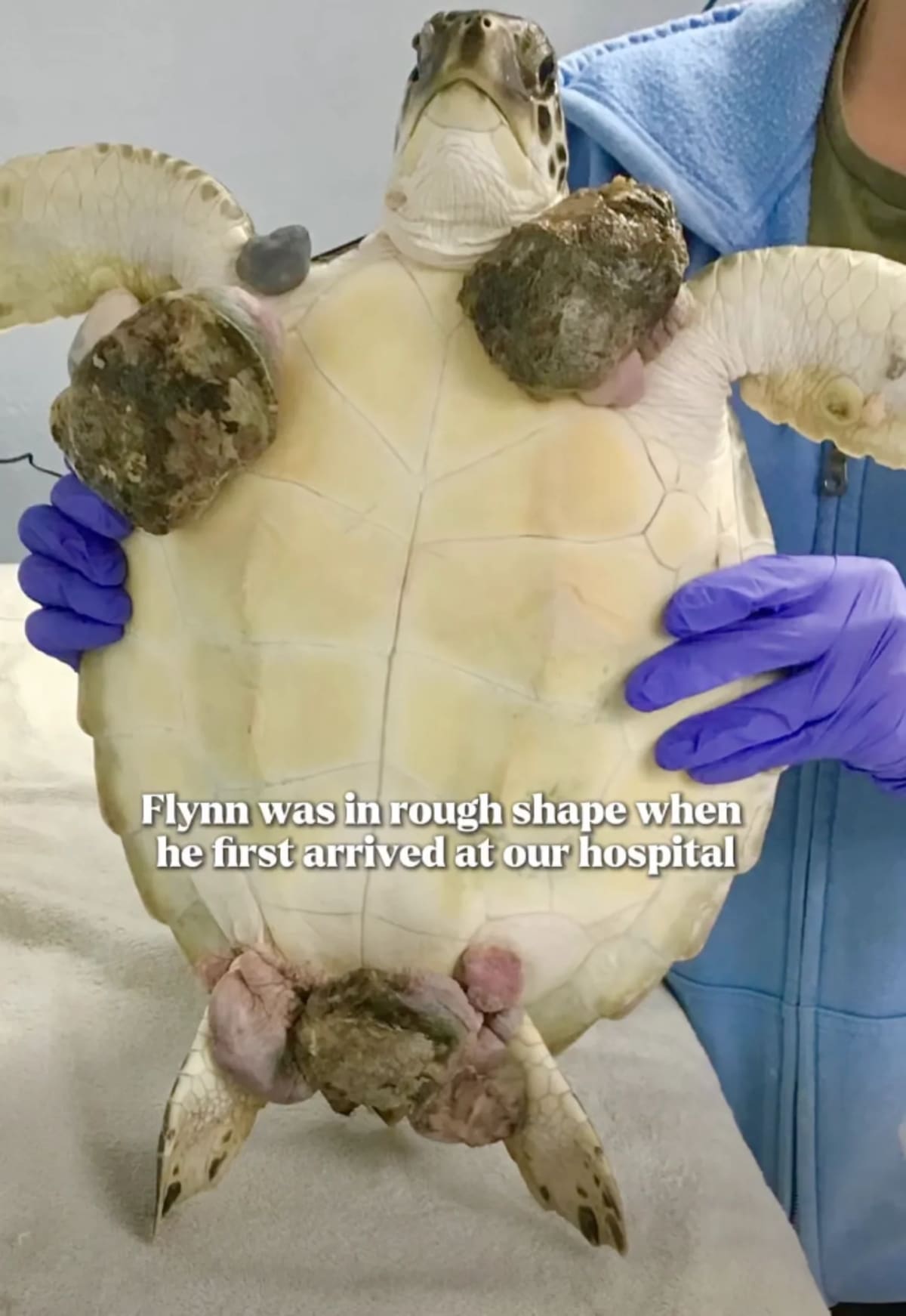 Turtle Covered in Tumors Makes Full Recovery in 5 Months - Image 3