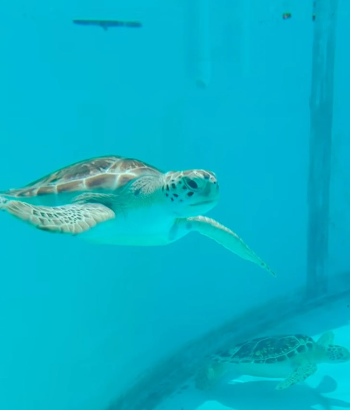 Turtle Covered in Tumors Makes Full Recovery in 5 Months - Image 5