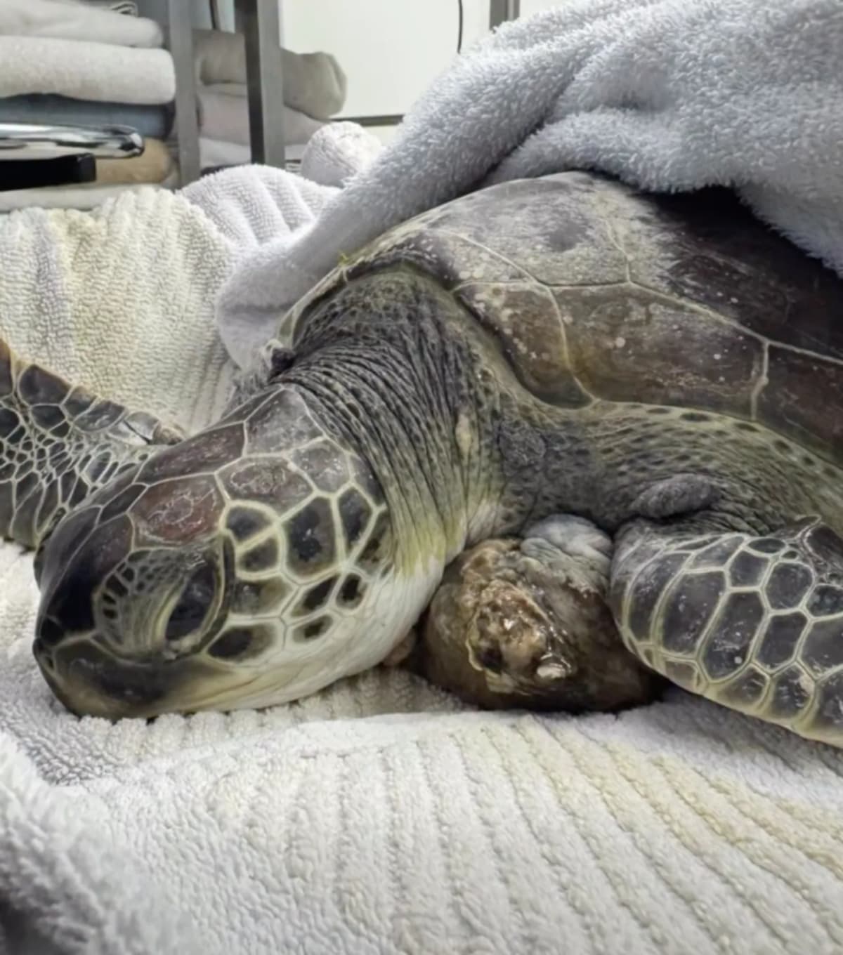 Turtle Covered in Tumors Makes Full Recovery in 5 Months - Image 2