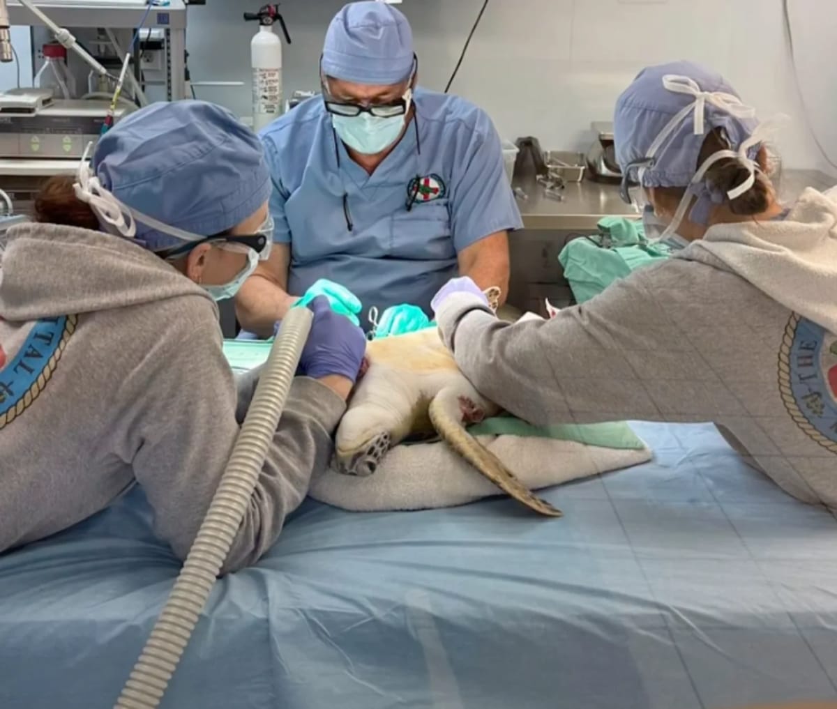 Turtle Covered in Tumors Makes Full Recovery in 5 Months - Image 4
