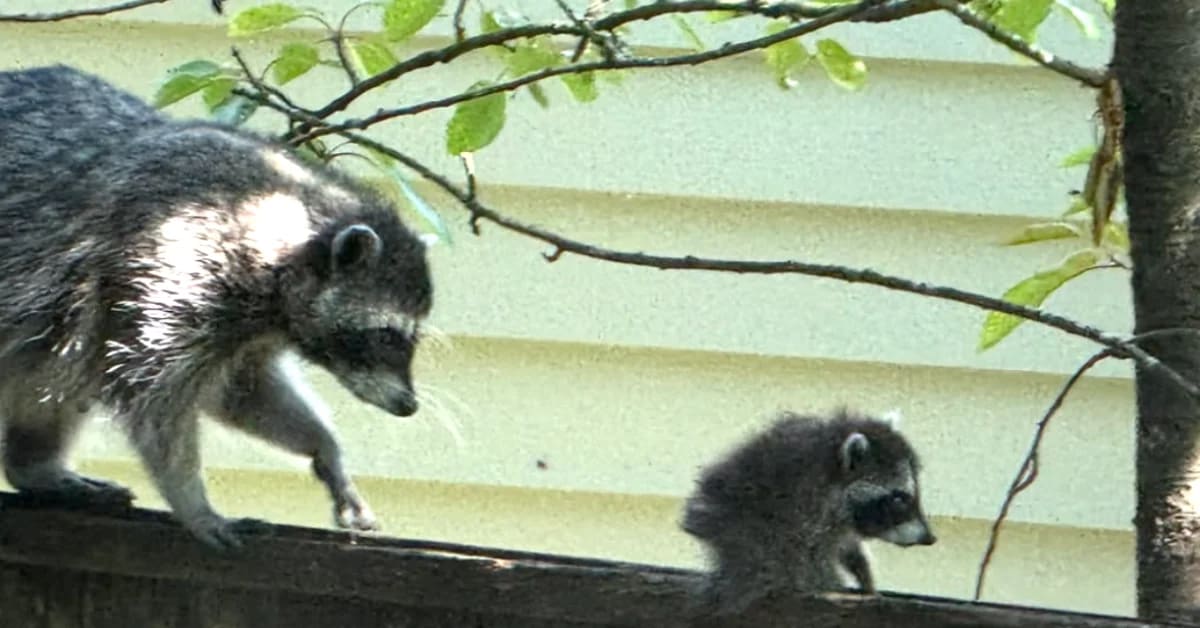Rounded raccoon Jimothy sitting in Seattle backyard, viral internet sensation with rare spine condition
