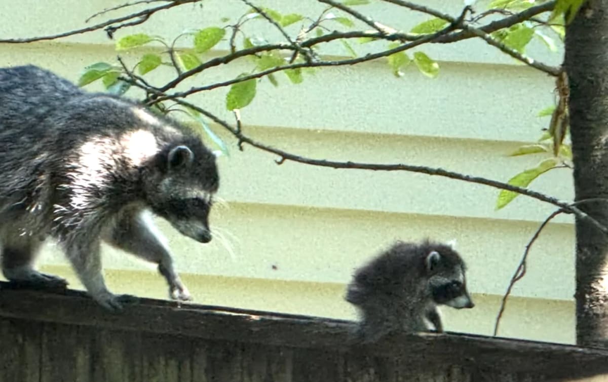 Seattle Artist Auctions Raccoon Art, Raises $12K for Food Bank - Image 2