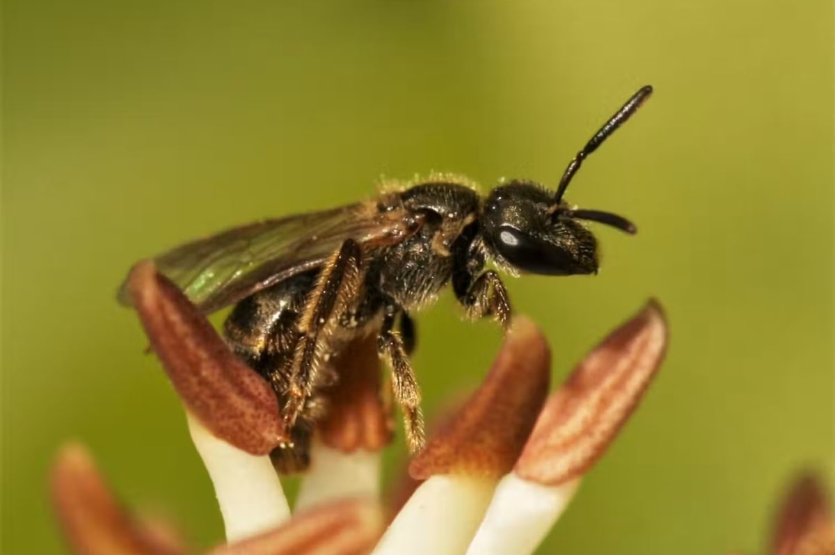 74 of 96 Bee Species Have Built-In Magnetic Compasses - Image 2