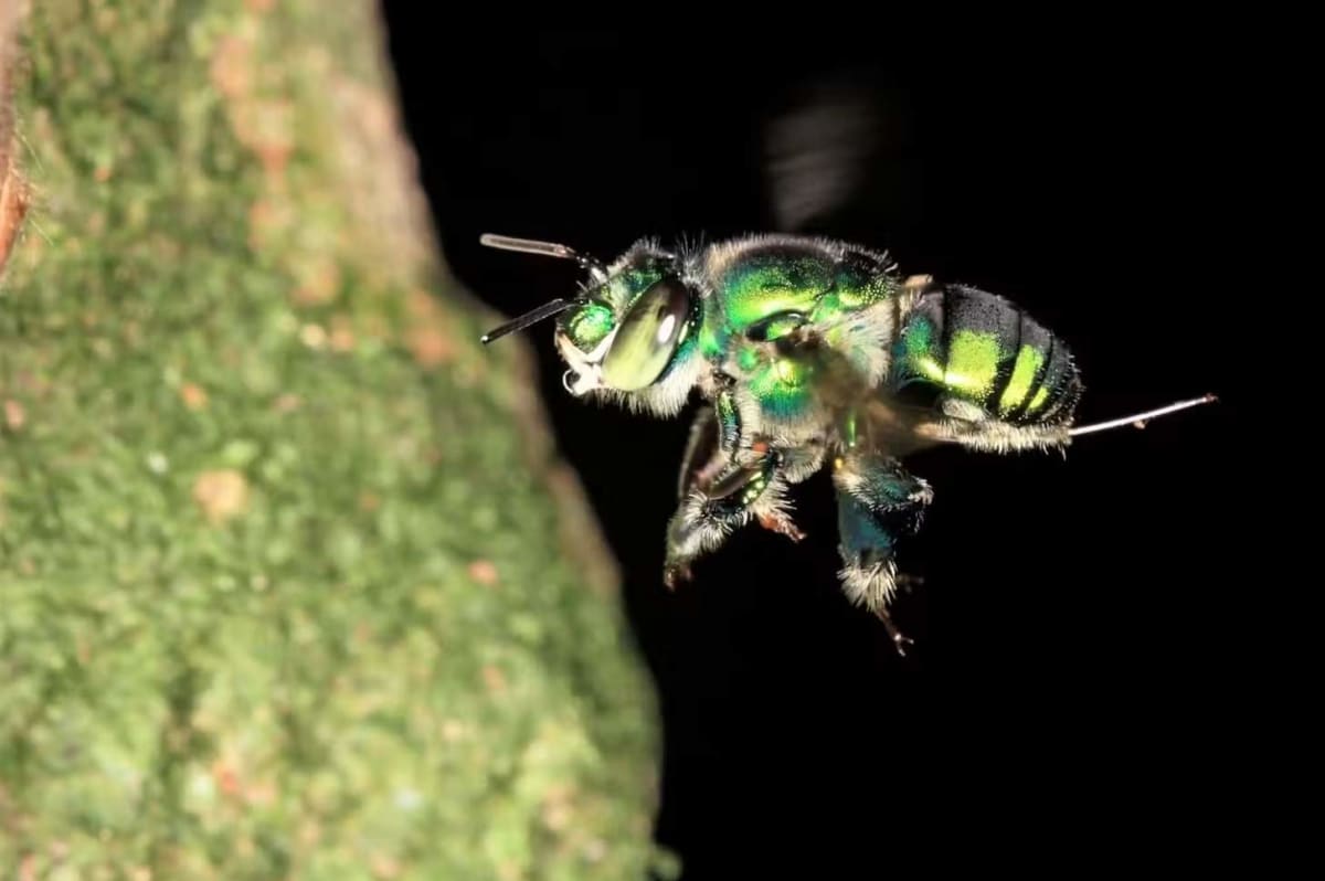 74 of 96 Bee Species Have Built-In Magnetic Compasses - Image 3
