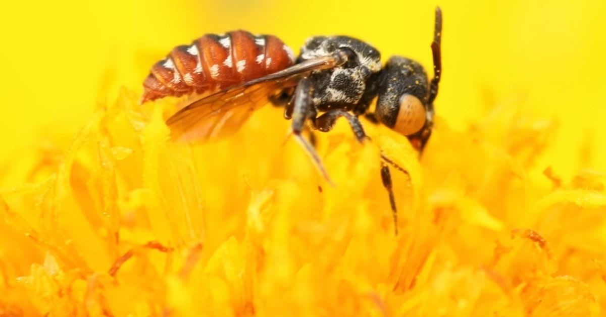 Close-up photograph of a small ground-nesting social sweat bee on flower