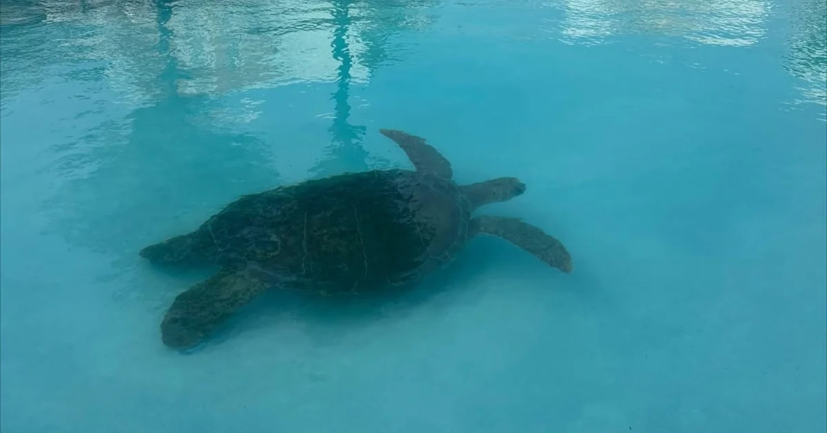 Conservation volunteers lifting large green sea turtle from swimming pool at Cayman Islands resort