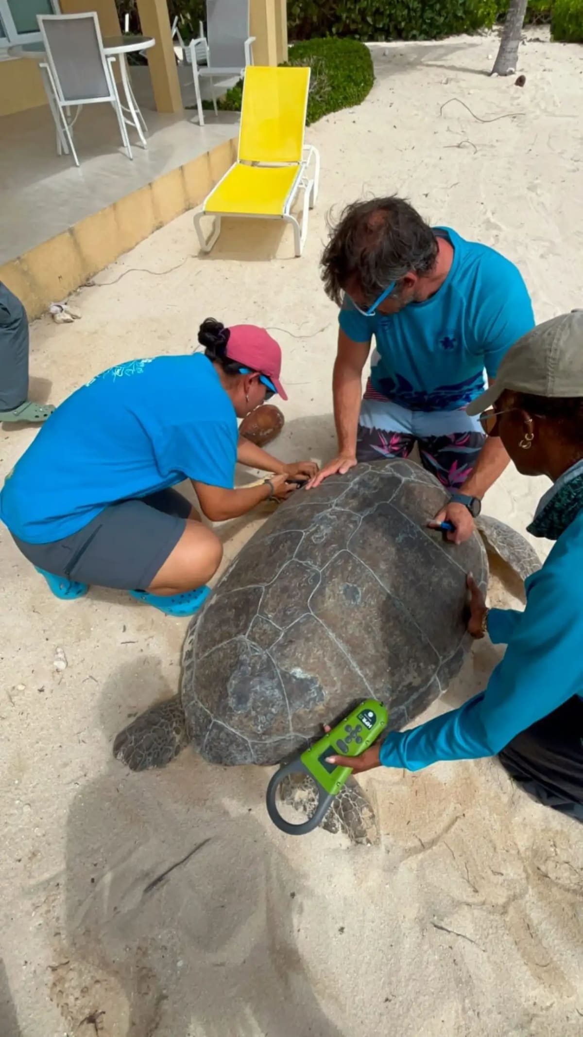 400-Pound Sea Turtle Rescued From Resort Pool - Image 2