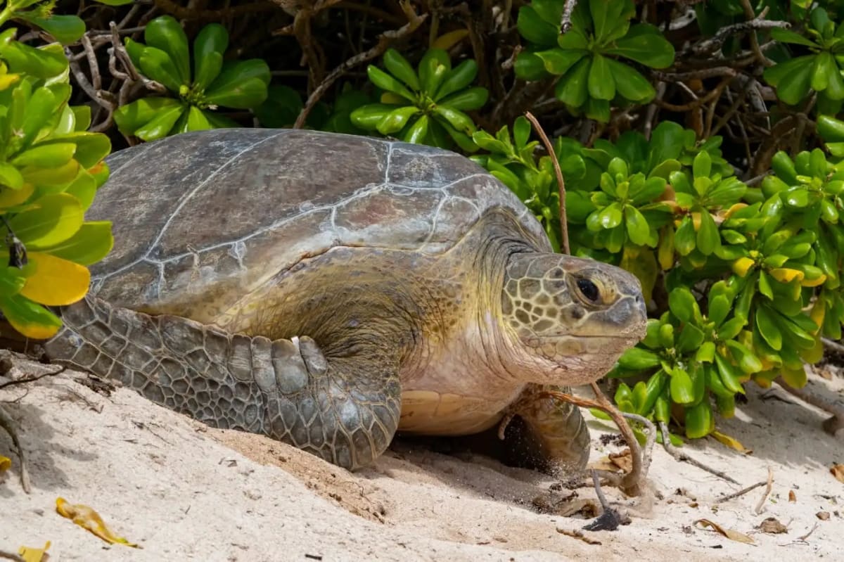 400-Pound Sea Turtle Rescued From Resort Pool - Image 4