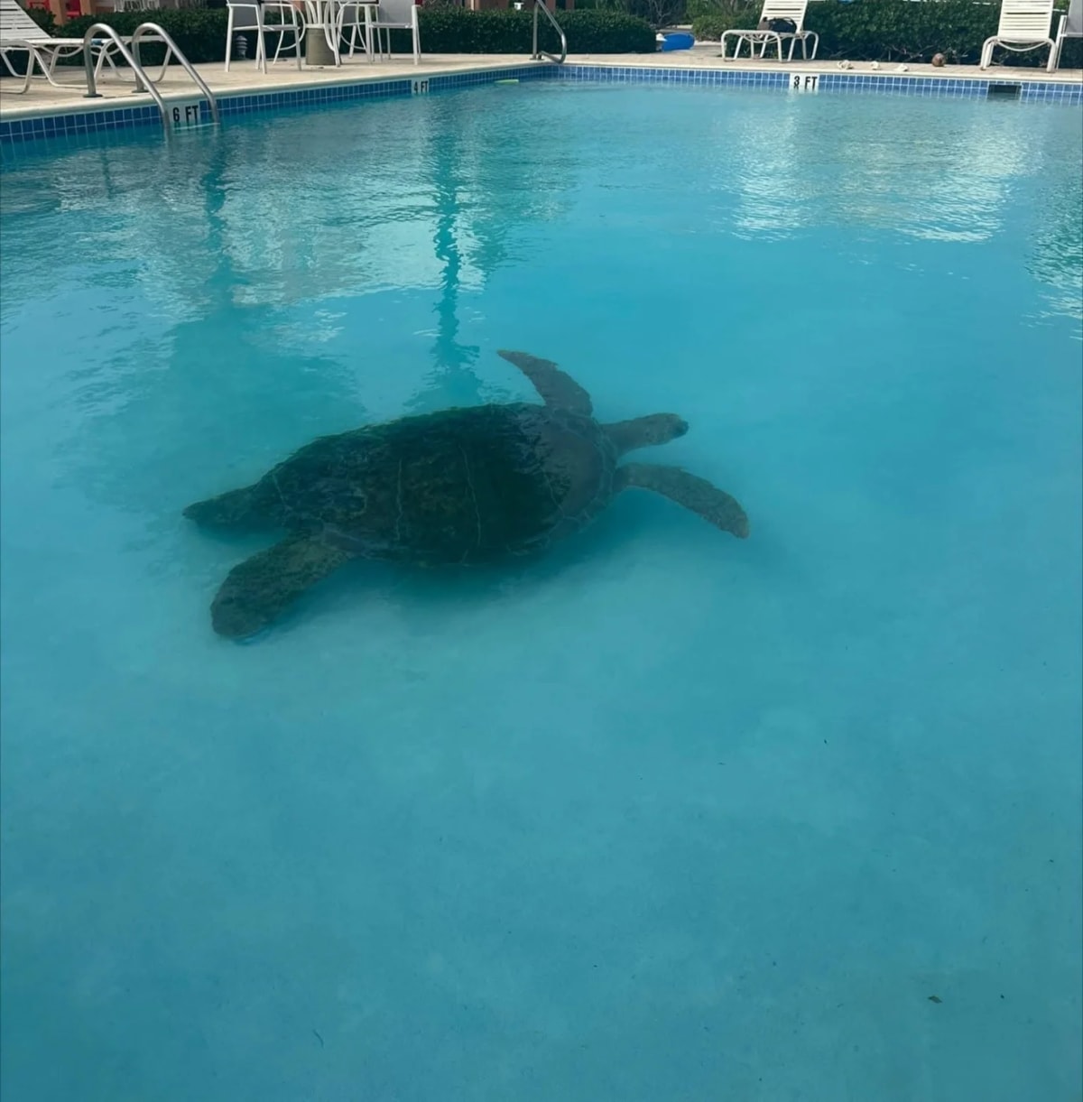 400-Pound Sea Turtle Rescued From Resort Pool - Image 3