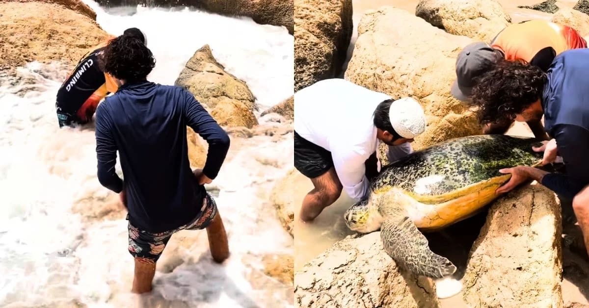 Three men lifting large loggerhead sea turtle from between jagged coastal rocks in Oman