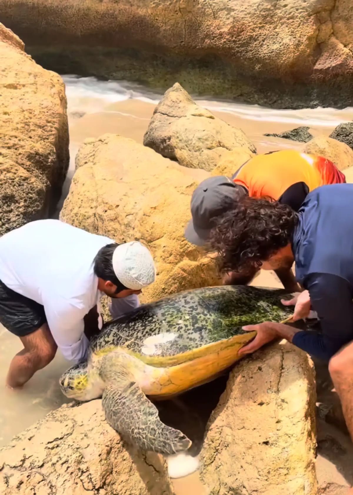 3 Men Save 400-Pound Sea Turtle Wedged Between Rocks - Image 2