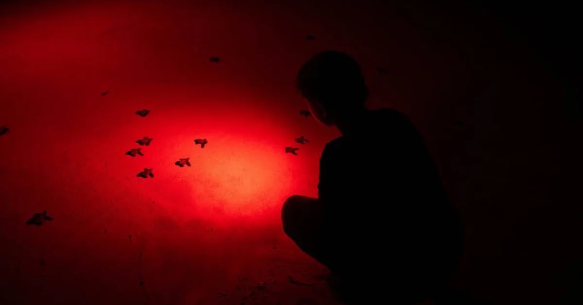Philippine Villagers Guard Sea Turtles All Night