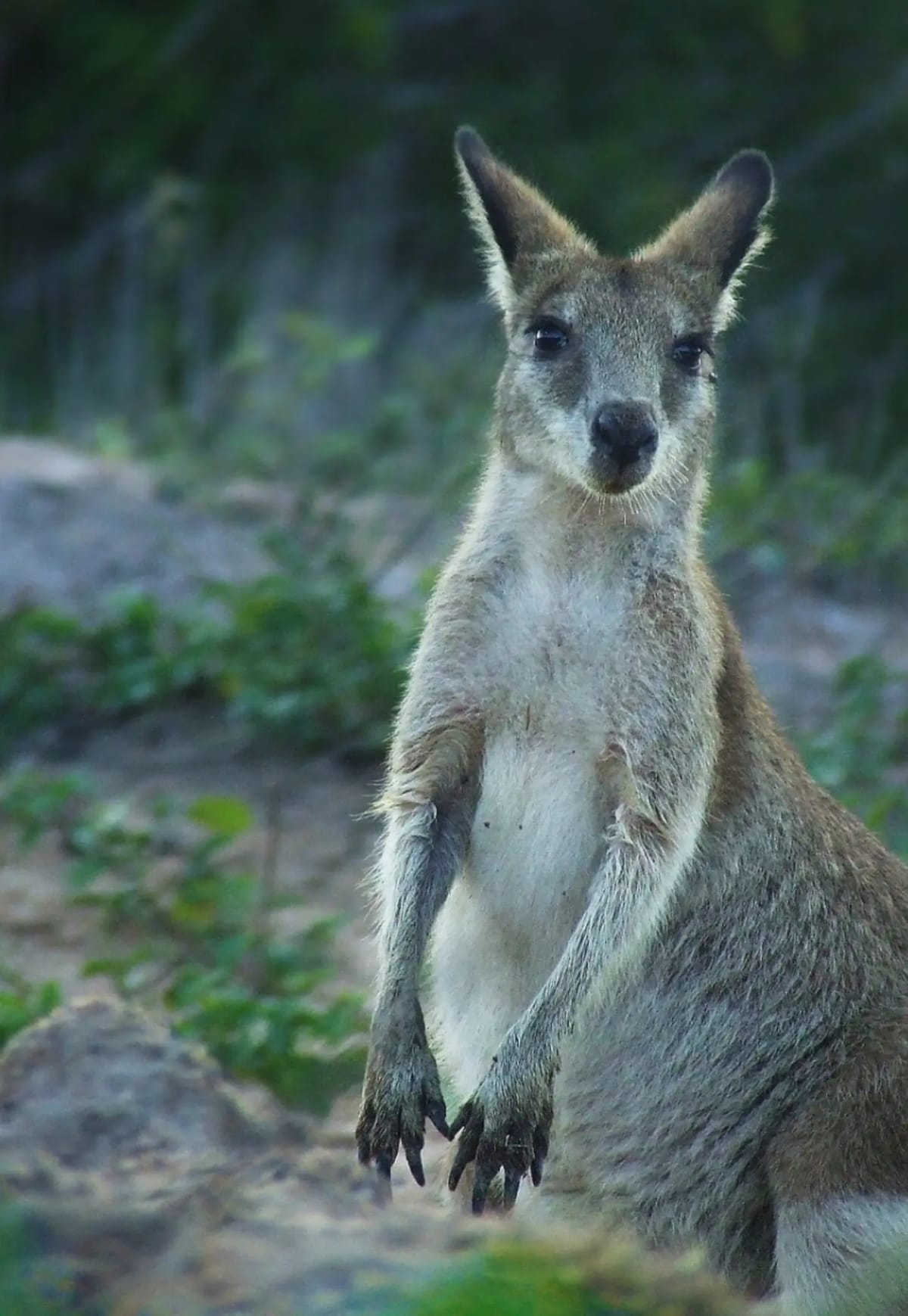 Volkswagen's AI Device Cuts Kangaroo Road Collisions - Image 3