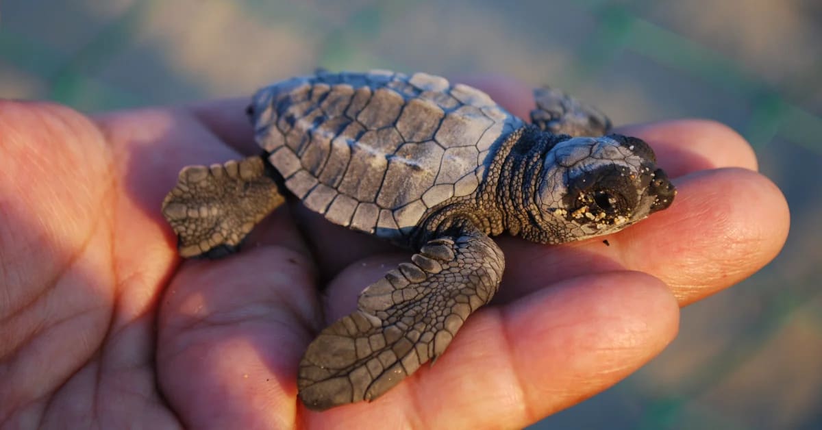 Firefighter carefully reaching into storm drain to rescue tiny sea turtle hatchling