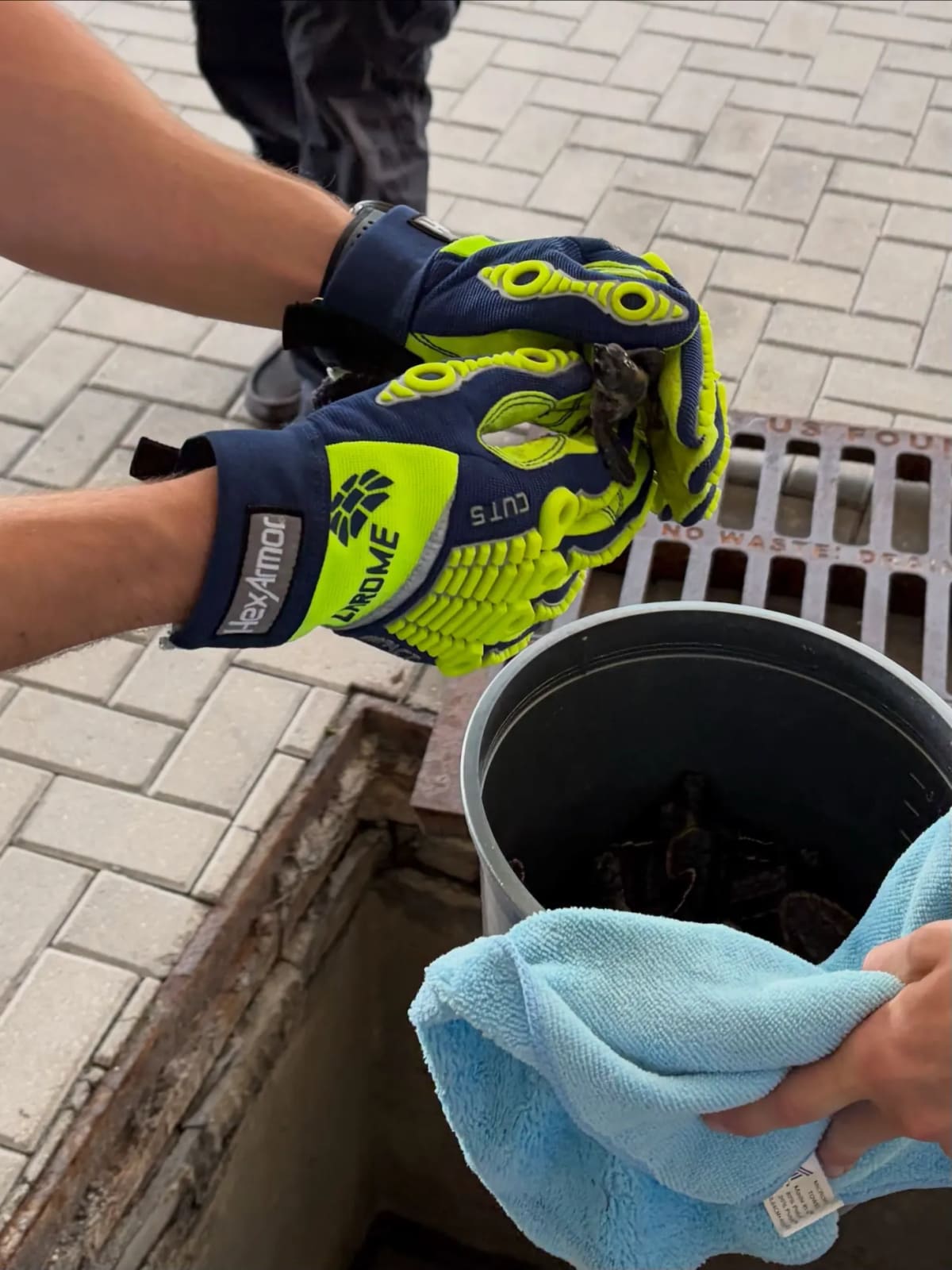 Firefighters Save 14 Baby Sea Turtles From Storm Drain - Image 3