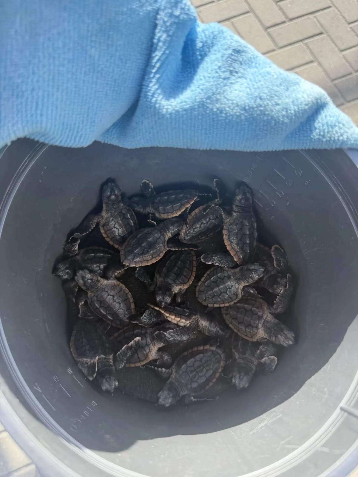 Firefighters Save 14 Baby Sea Turtles From Storm Drain - Image 4