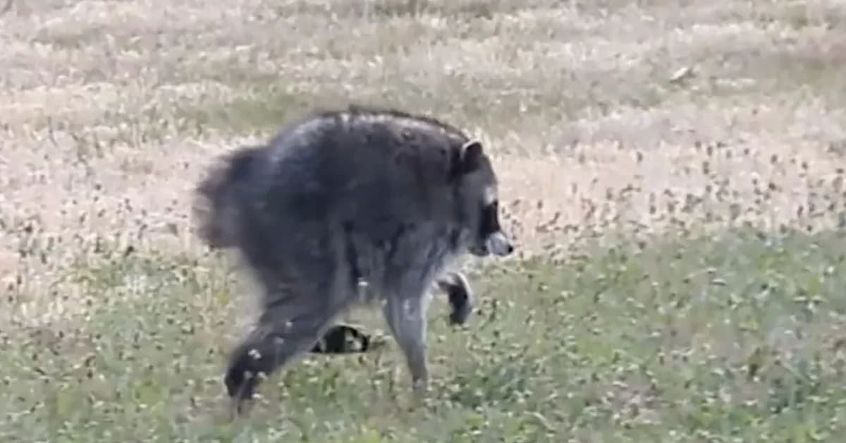 Round-bodied Jimothy the raccoon, a Seattle raccoon with short spine syndrome
