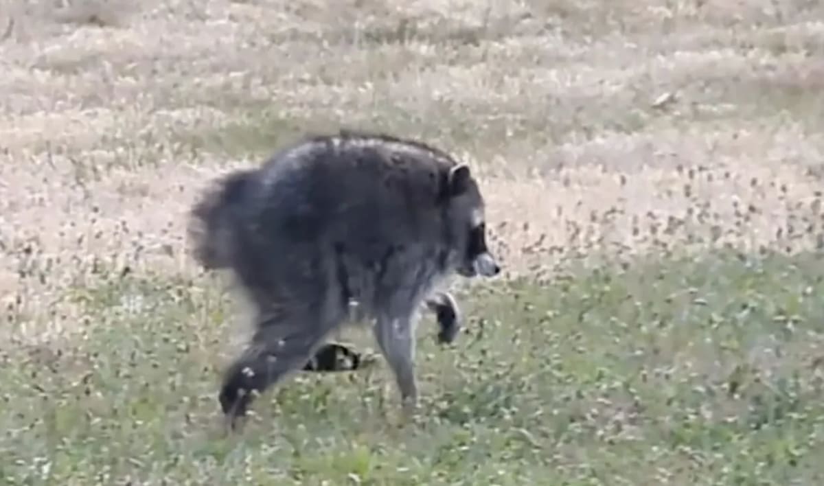 Seattle's Jimothy the Raccoon Raises Over $50K for Charity - Image 2