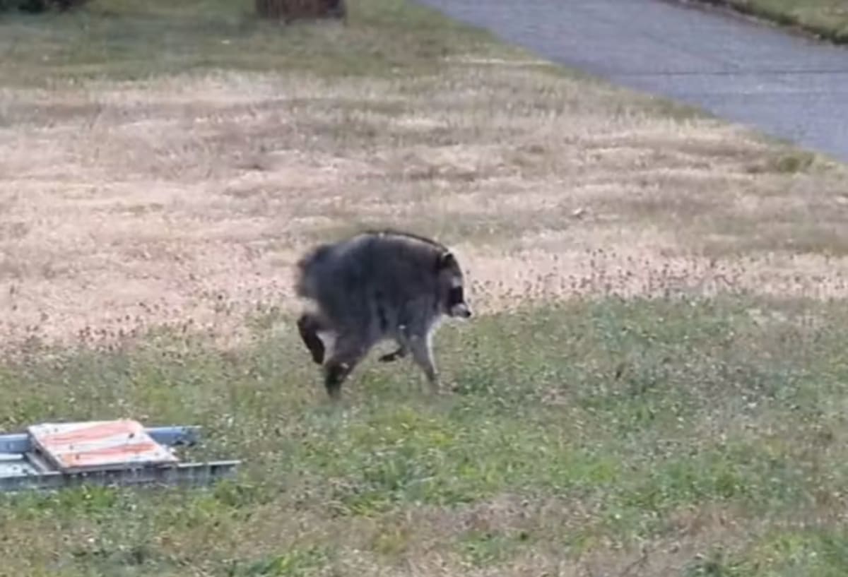 Seattle Raccoon With Rare Spinal Condition Defies the Odds - Image 2