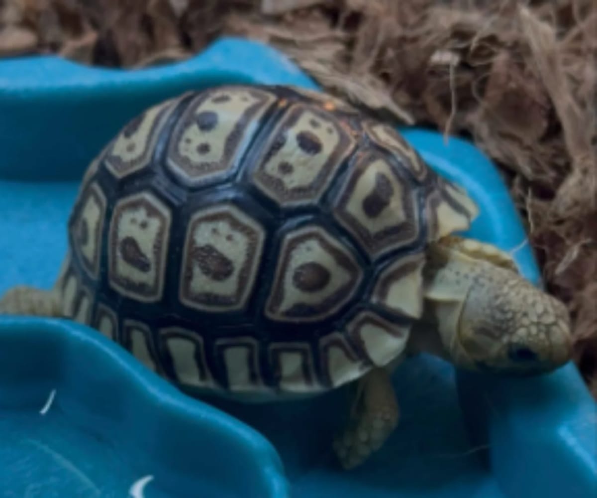 Woman Finds Live Tortoise Dumped Behind Arizona Pet Store - Image 3