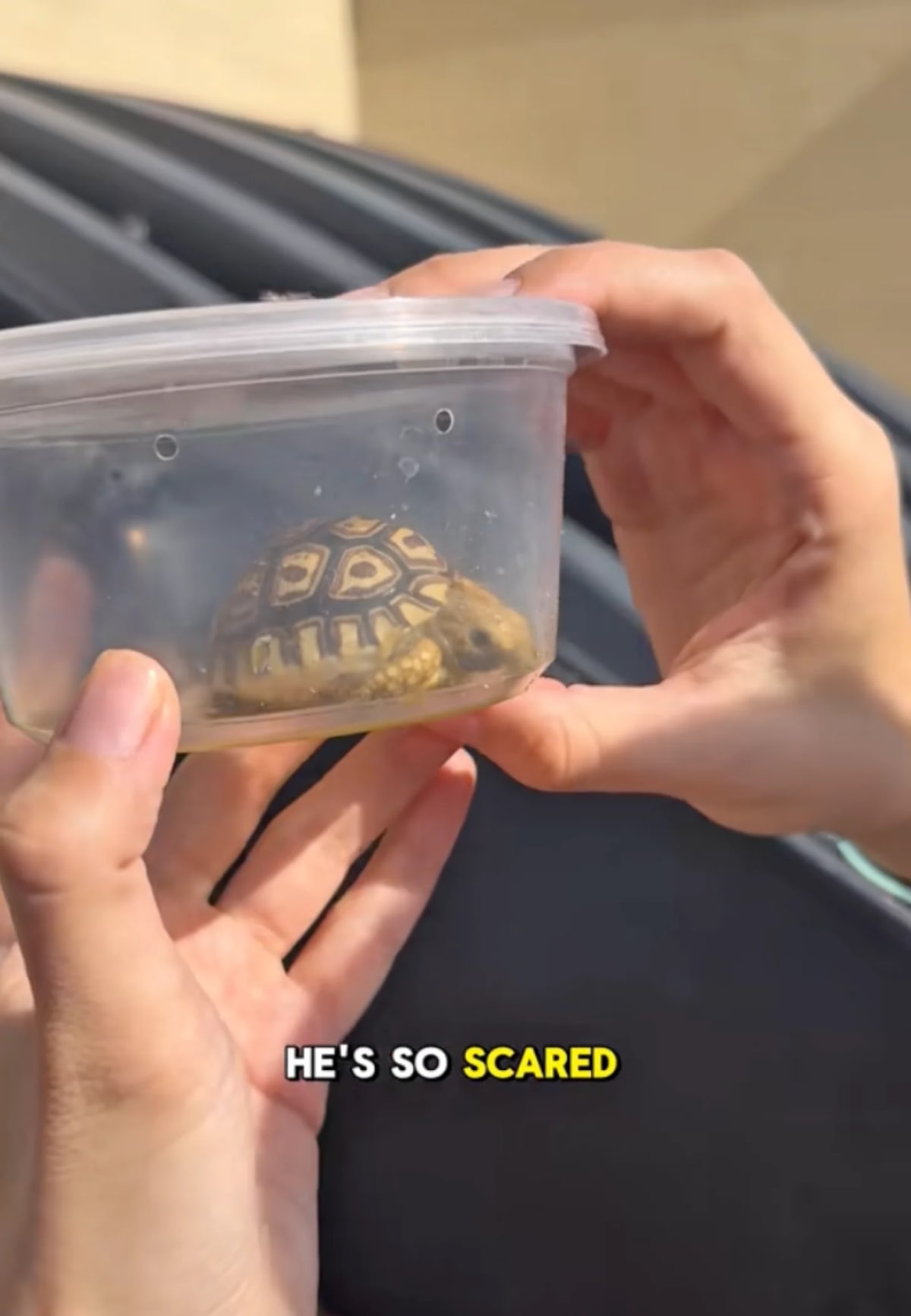Woman Finds Live Tortoise Dumped Behind Arizona Pet Store - Image 2