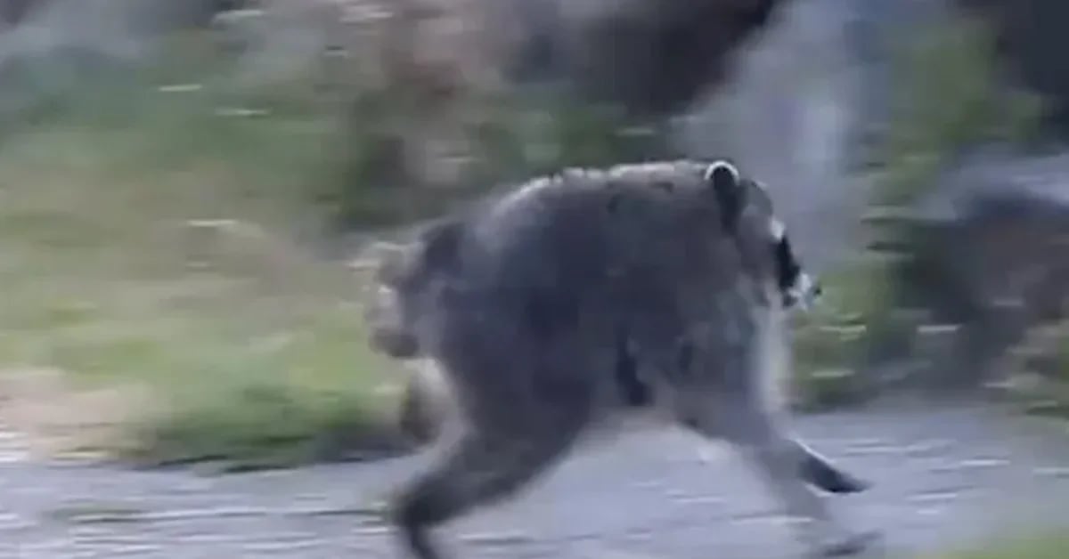 Jimothy the raccoon with shortened spine and curved back standing outdoors in Seattle