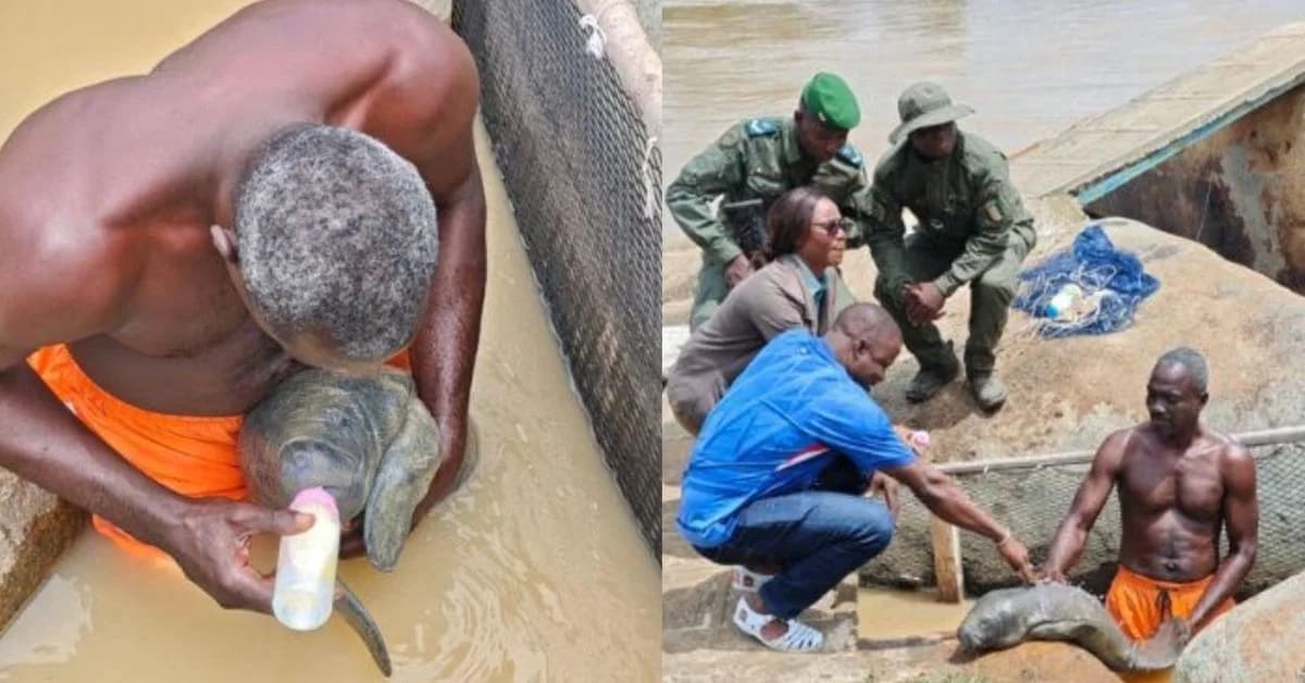Fisherman bottle-feeding rescued baby West African manatee at wildlife enclosure in Ivory Coast