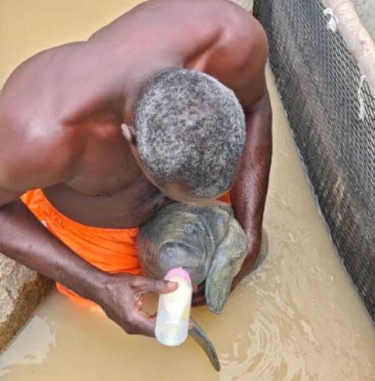 Fisherman Rescues Baby Manatee, Sparks Conservation Wave - Image 2