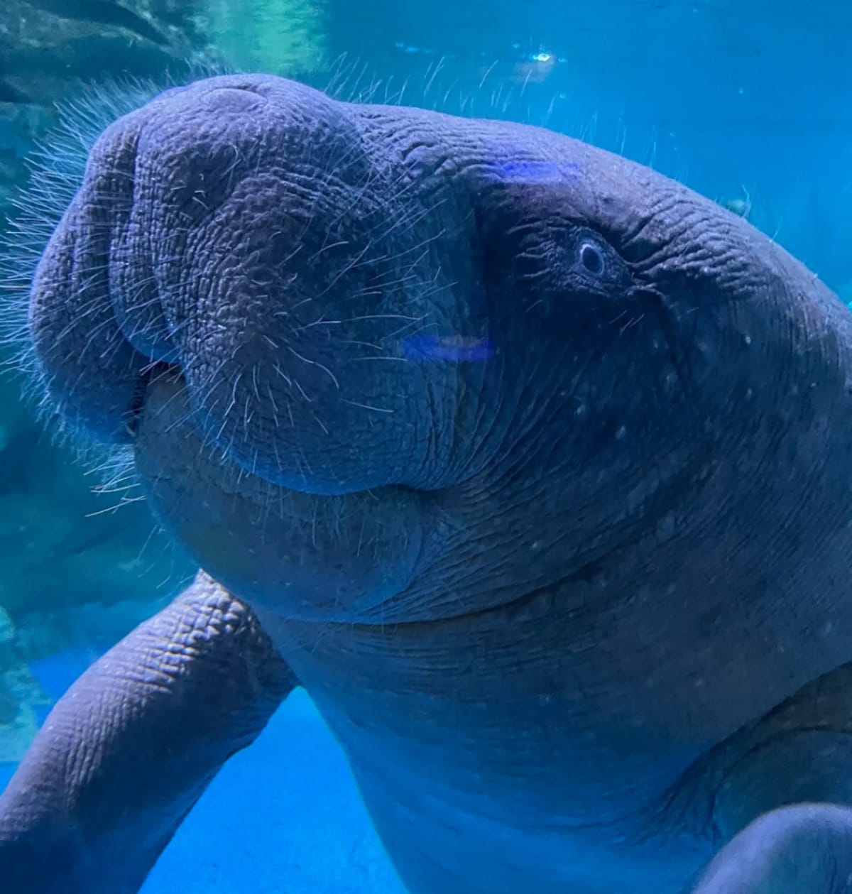 Fisherman Rescues Baby Manatee, Sparks Conservation Wave - Image 4