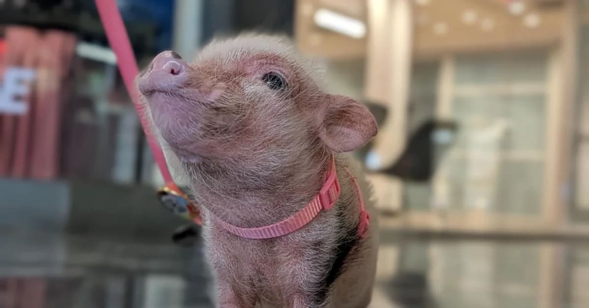 This 5-Pound Pig Helps DC's Homeless Find Hope