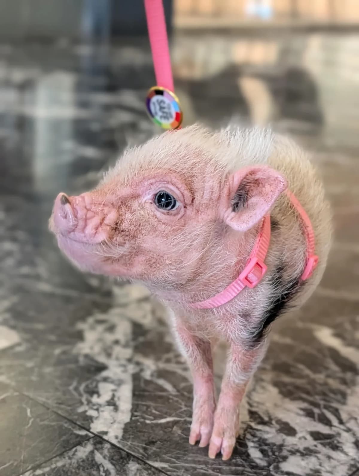 This 5-Pound Pig Helps DC's Homeless Find Hope - Image 3