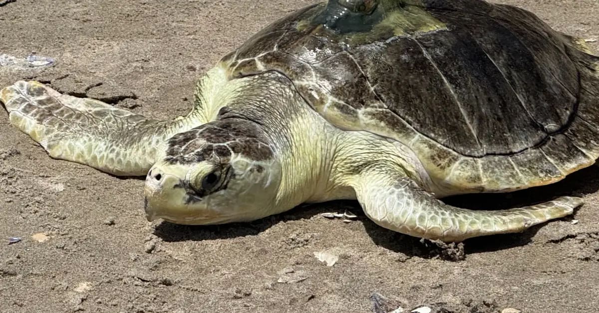 Endangered Kemp's ridley sea turtle named Pancake being released back into ocean waters