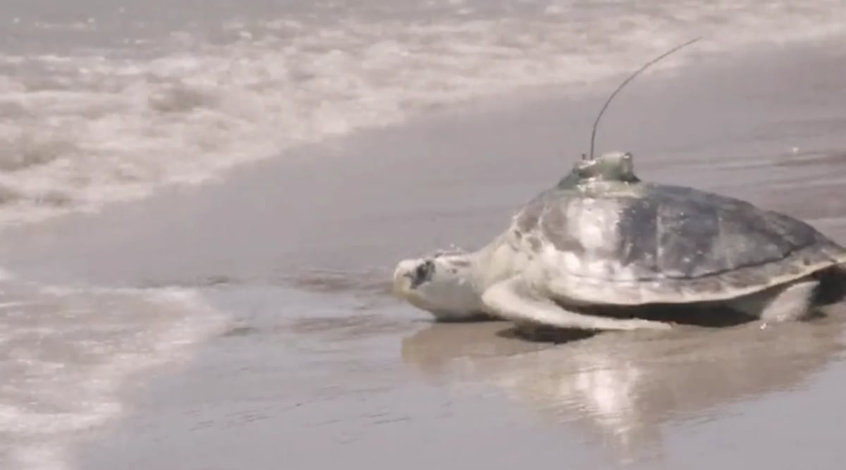 Pancake the Sea Turtle Survives Freezing, Returns to Ocean - Image 4