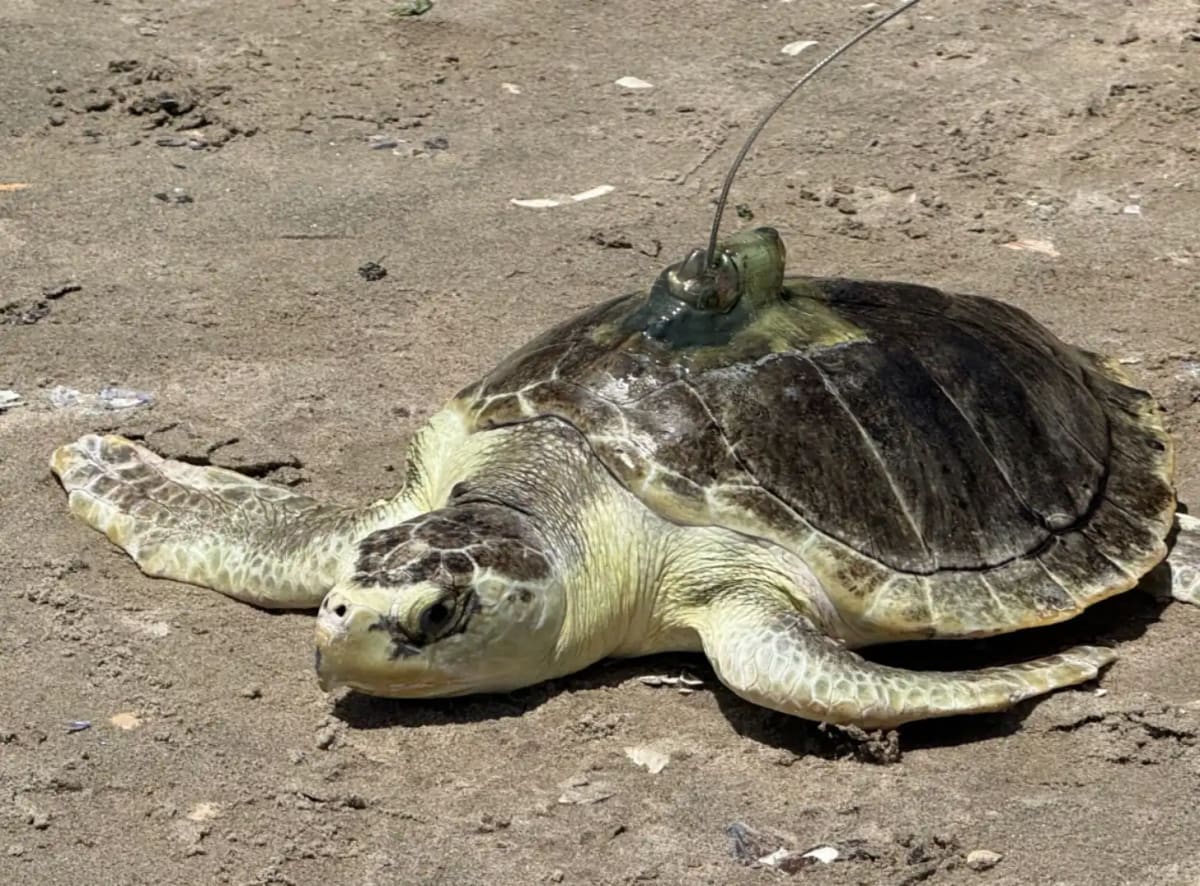 Pancake the Sea Turtle Survives Freezing, Returns to Ocean - Image 3