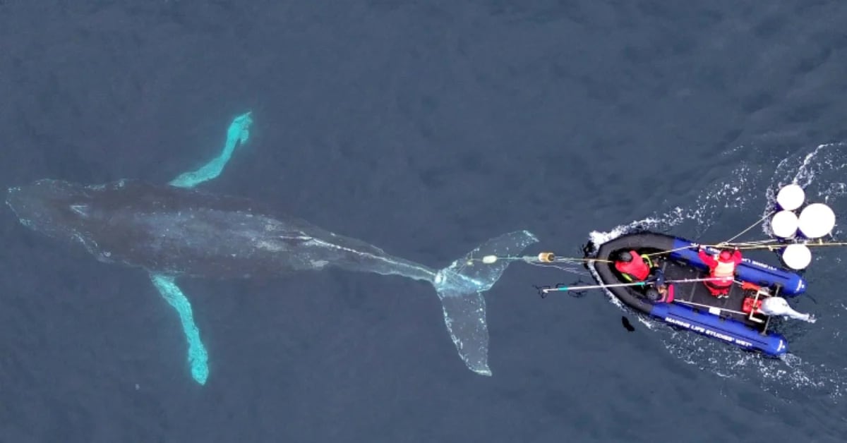 Rescue team approaches entangled humpback whale in Monterey Bay using white flotation balls to slow her movement