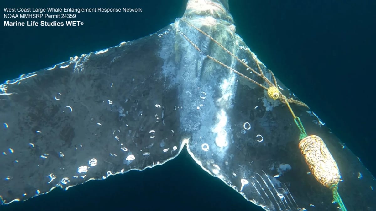 Whale Watchers Save "Duchess of Anchovy" From Fishing Gear - Image 3
