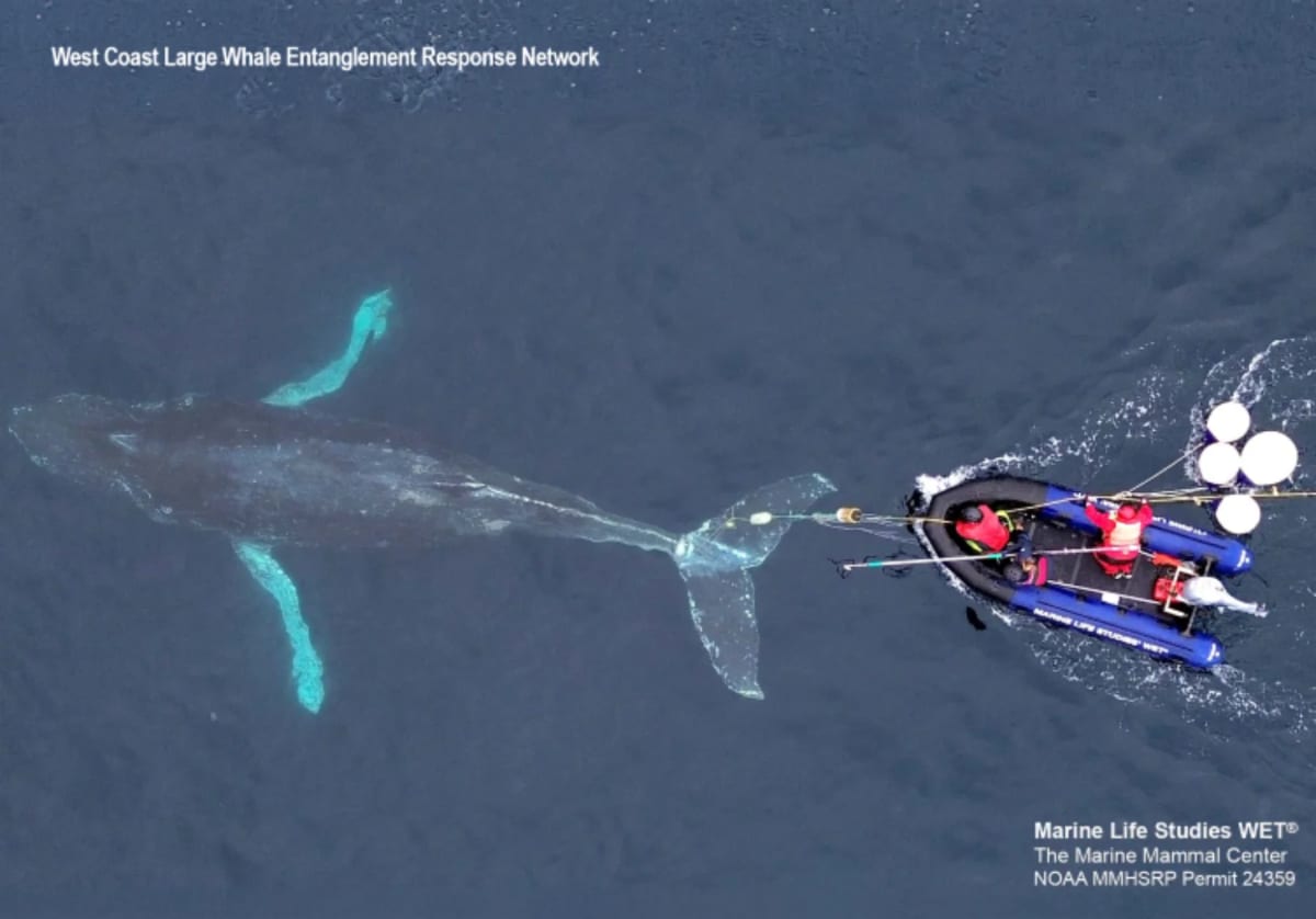 Whale Watchers Save "Duchess of Anchovy" From Fishing Gear - Image 4