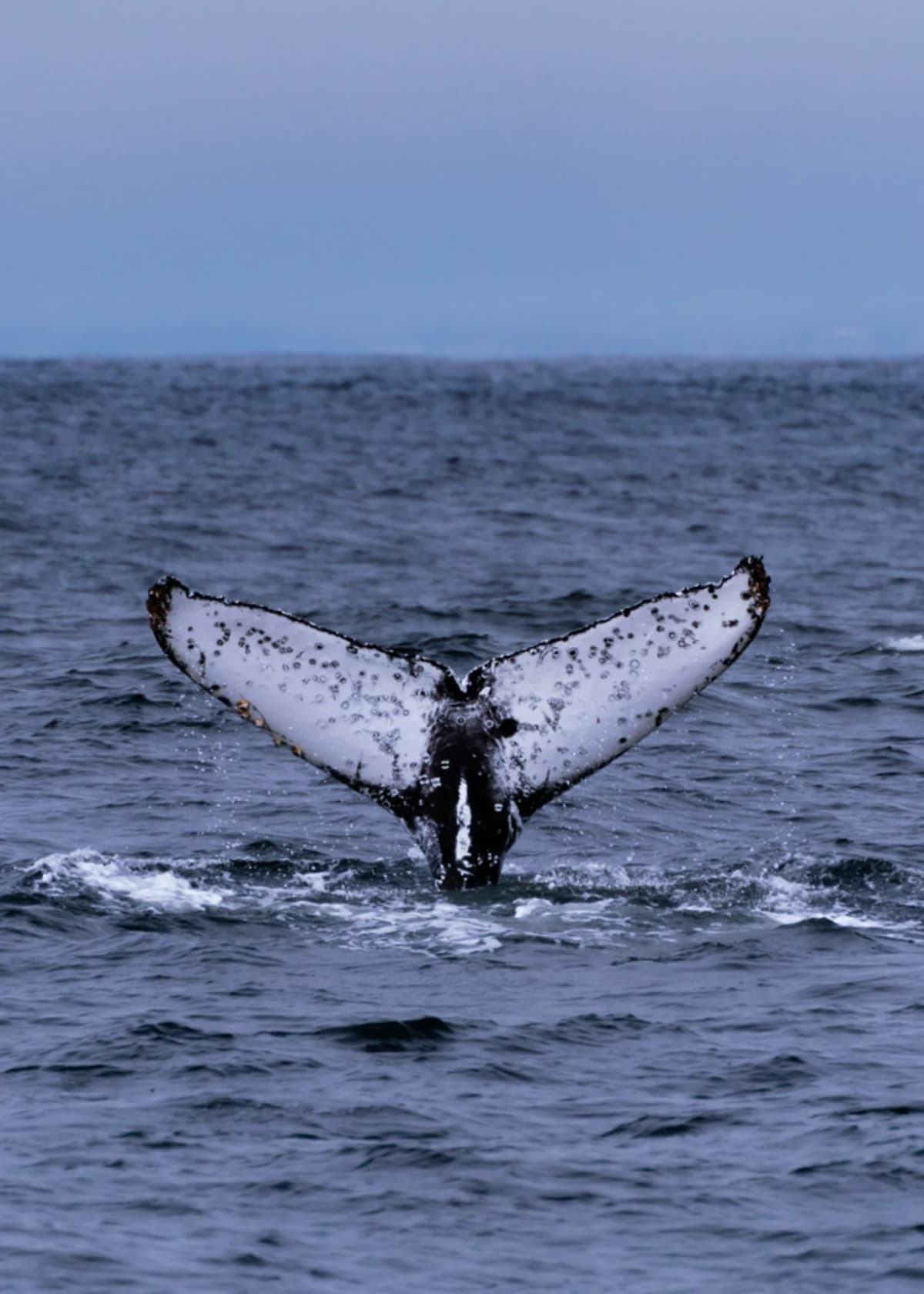 Whale Watchers Save "Duchess of Anchovy" From Fishing Gear - Image 5