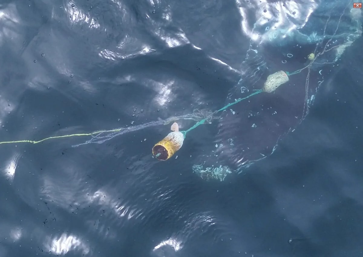 Whale Watchers Save "Duchess of Anchovy" From Fishing Gear - Image 2