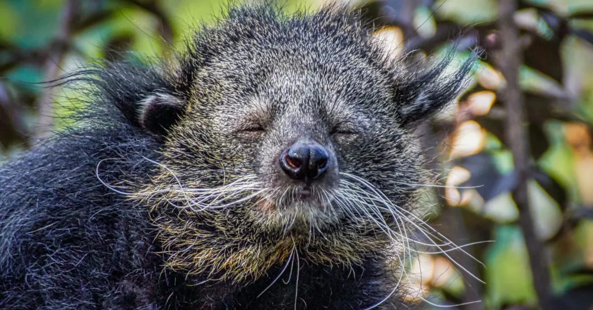 Popcorn-Scented 'Bearcats' Get New Hope Against Extinction