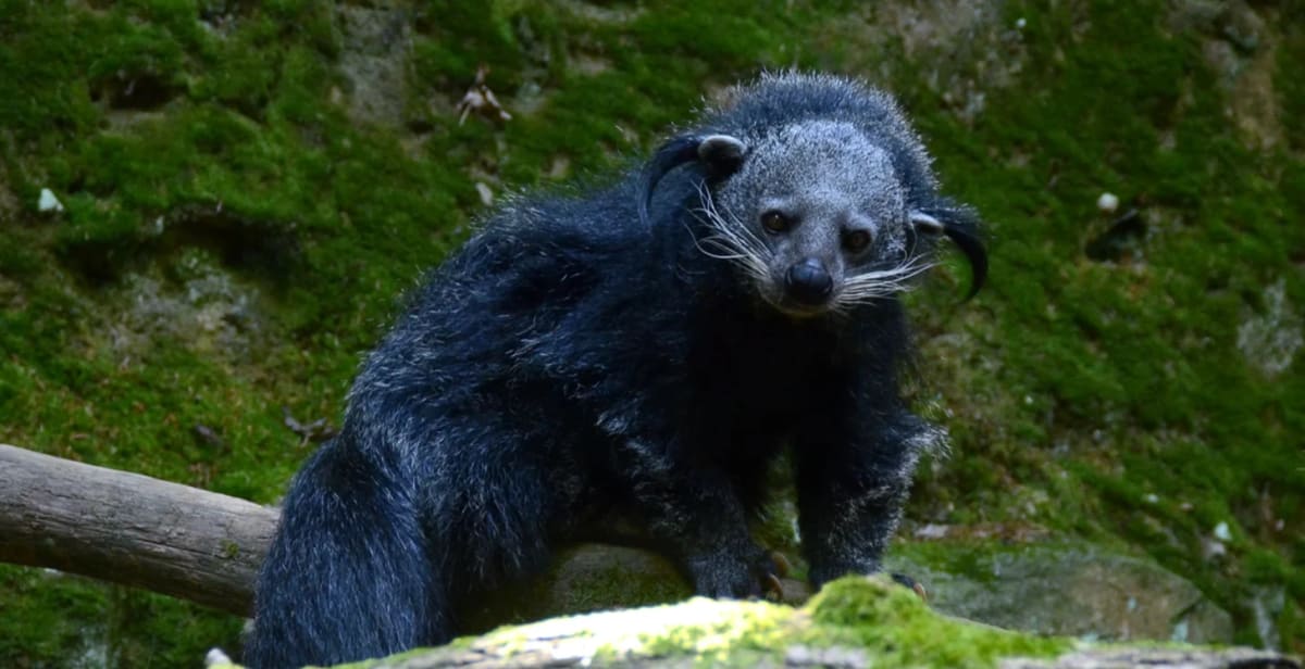 Popcorn-Scented 'Bearcats' Get New Hope Against Extinction - Image 2