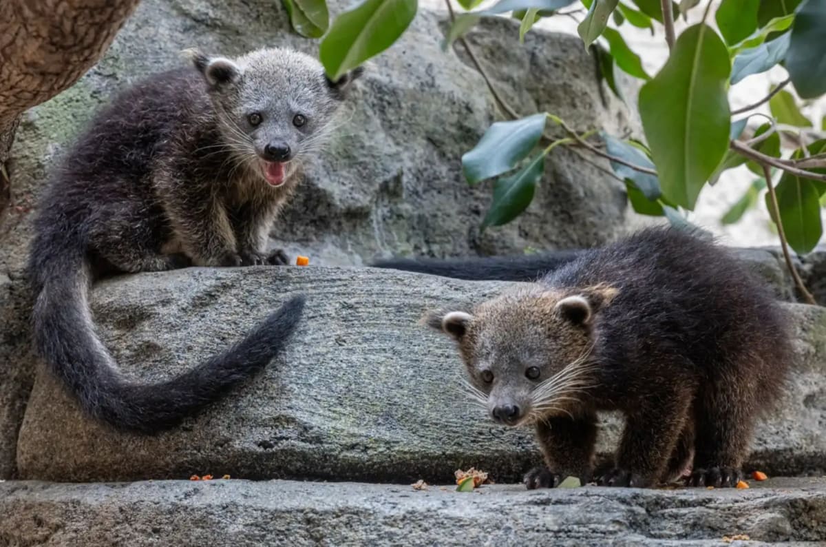 Popcorn-Scented 'Bearcats' Get New Hope Against Extinction - Image 4