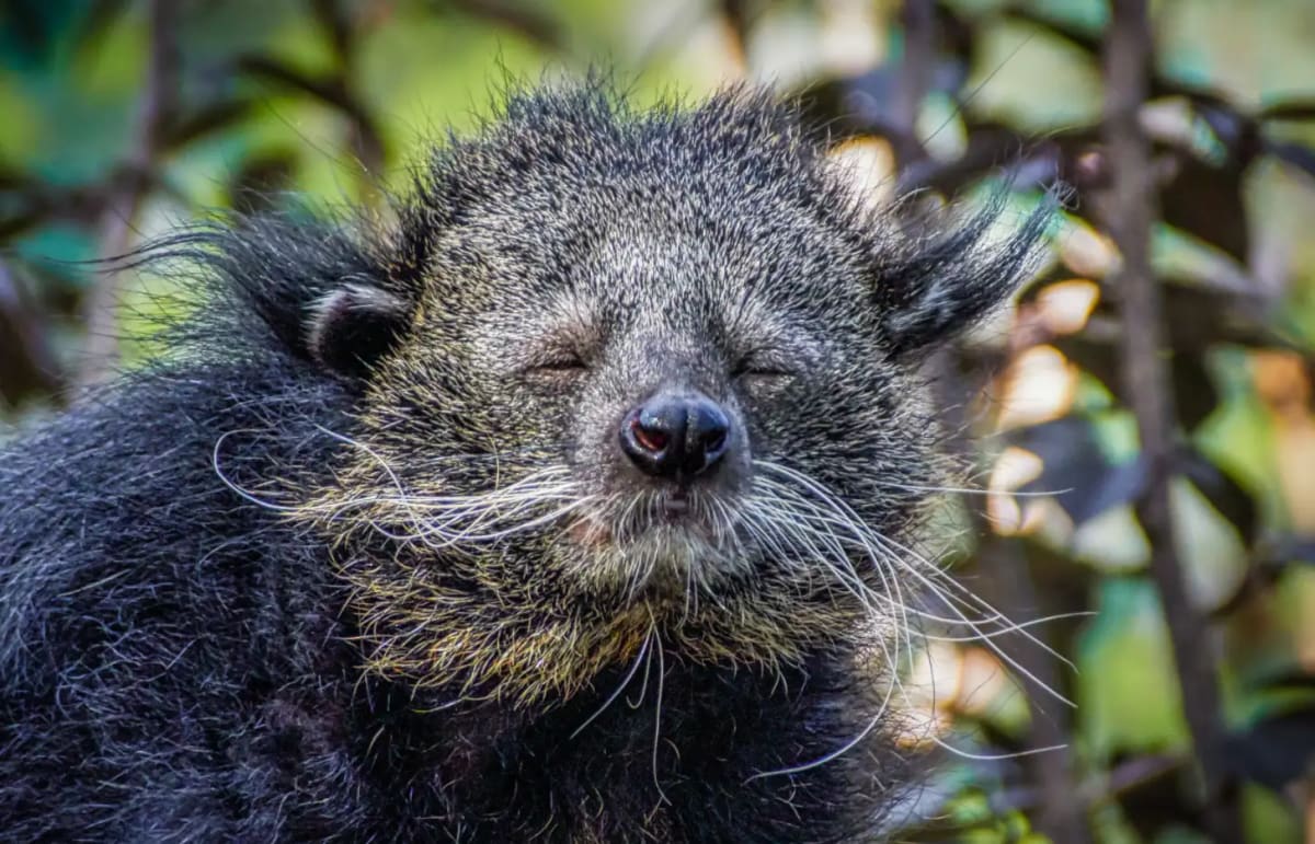 Popcorn-Scented 'Bearcats' Get New Hope Against Extinction - Image 3