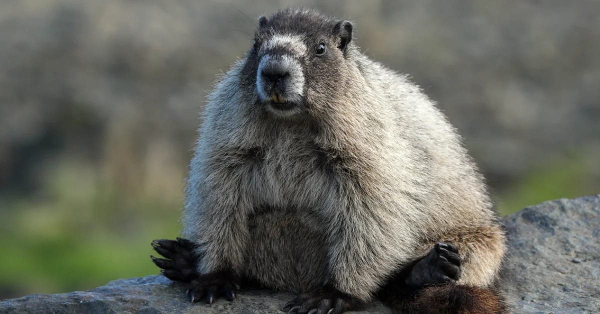 Marmot Study Gets OnlyFans After Losing Federal Funding