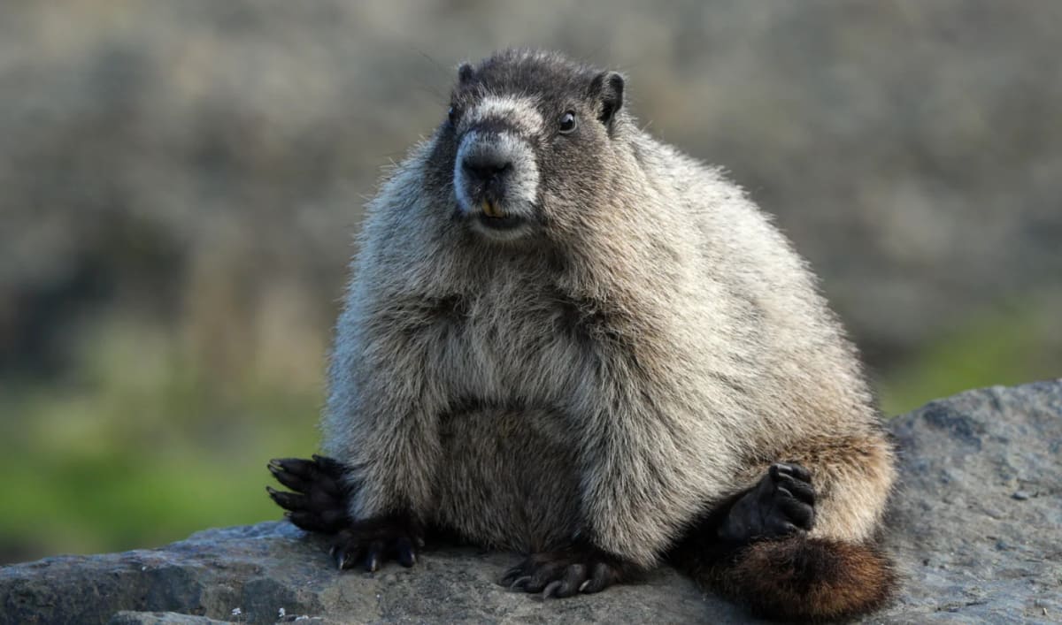 Marmot Study Gets OnlyFans After Losing Federal Funding - Image 2