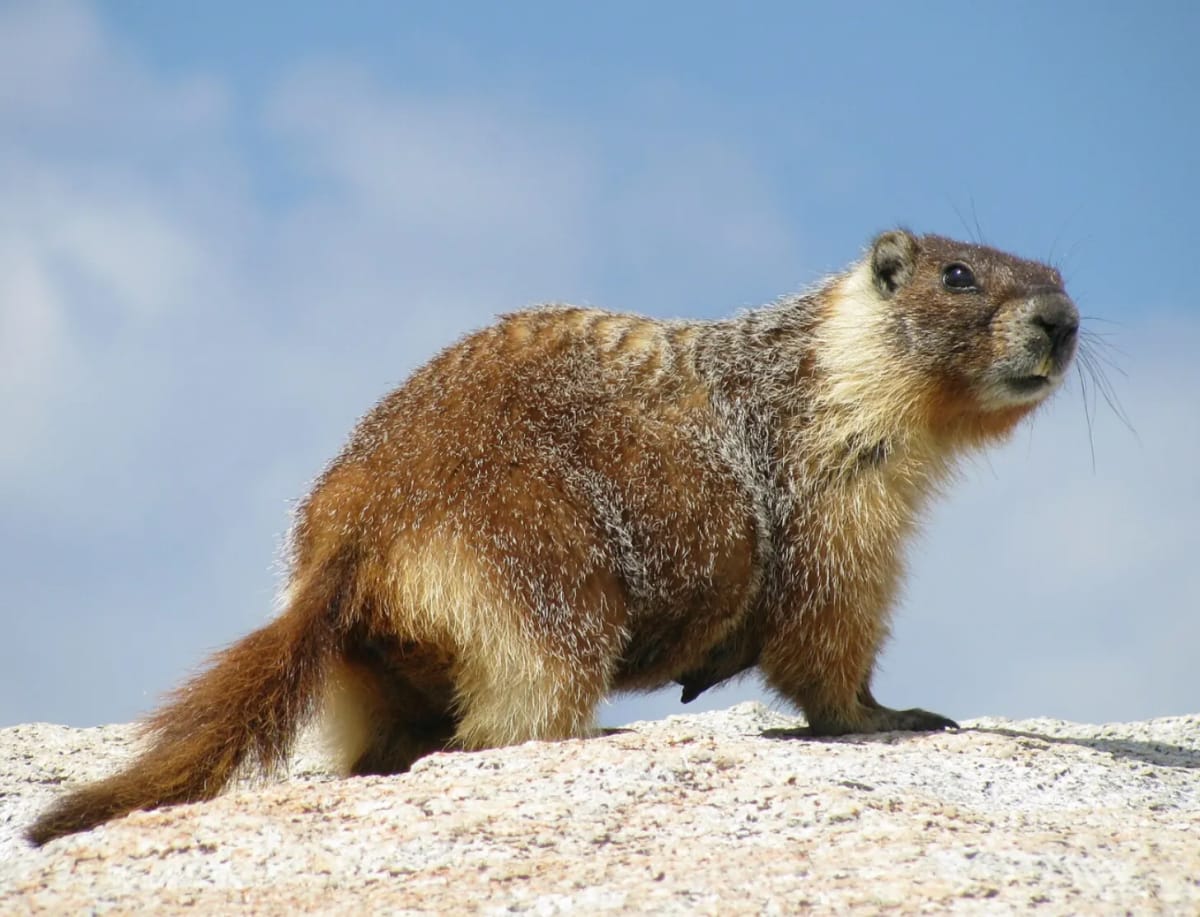 Marmot Study Gets OnlyFans After Losing Federal Funding - Image 3