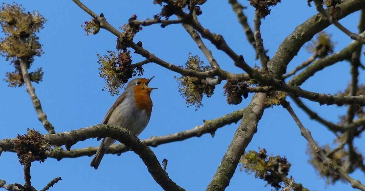Birdsong and Trees Cut Student Stress in Half
