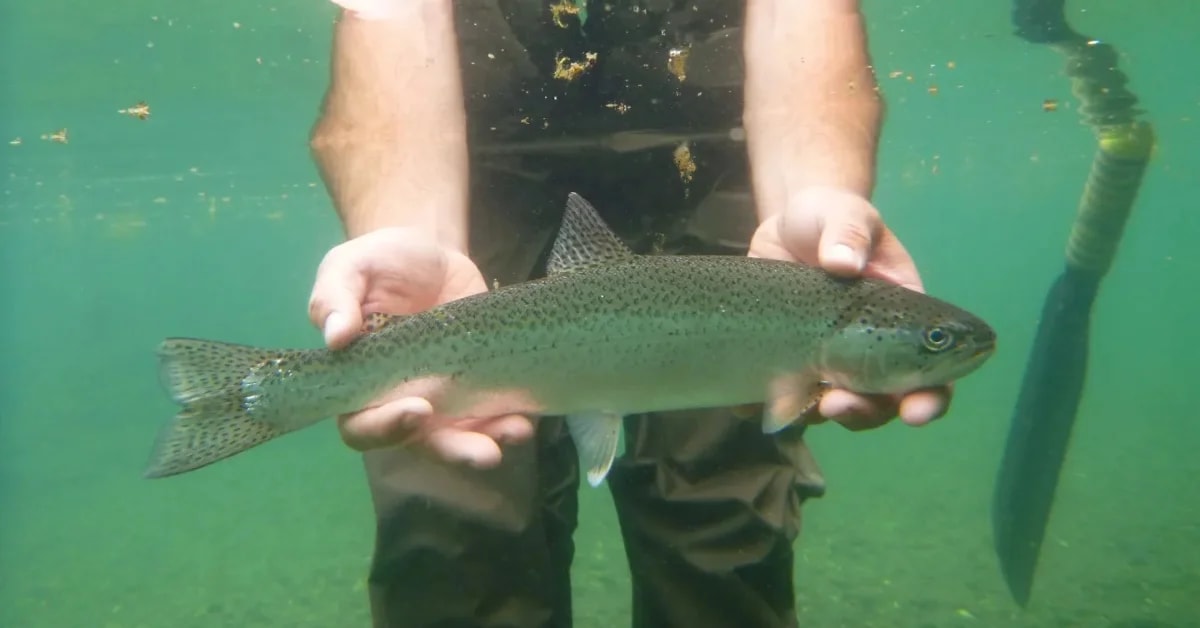 Angler holding Sacramento pikeminnow fish caught during conservation derby on California's Eel River