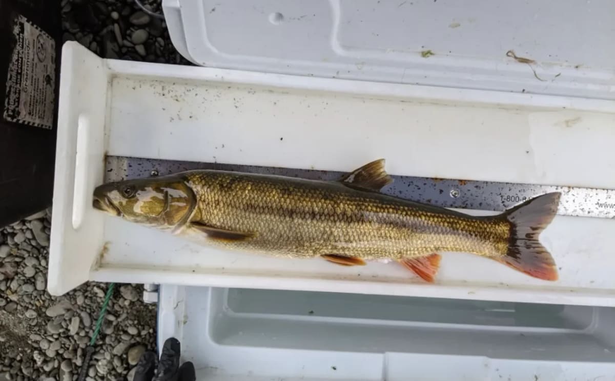 California Pays Anglers to Catch Invasive Fish This Summer - Image 2